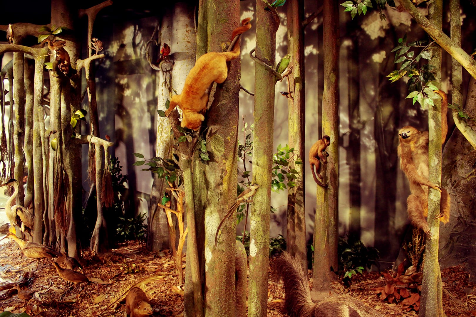 santiago-compostela-museo-historia-natural-diorama