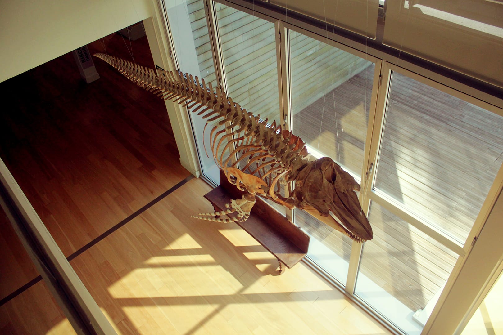 santiago-compostela-museo-historia-natural-skeleton