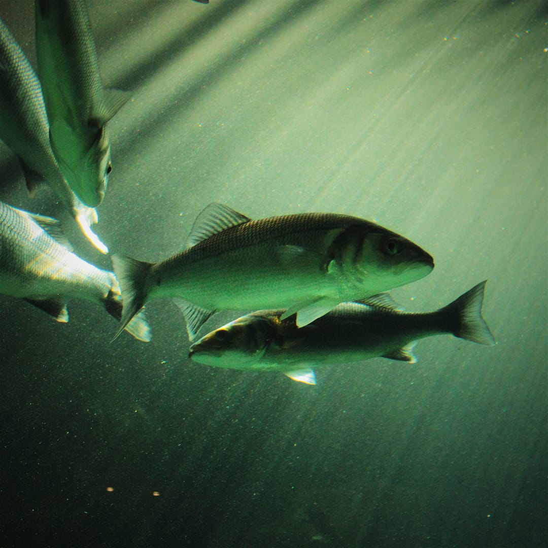 a-coruna-aquarium-finisterrae-fish