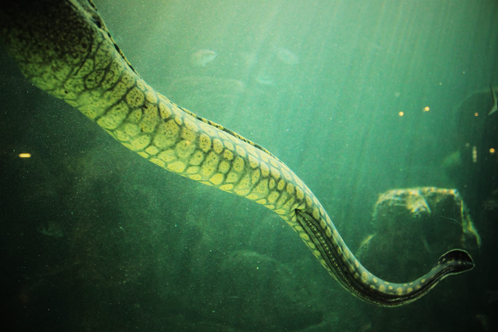 a-coruna-aquarium-finisterrae-moray-eel