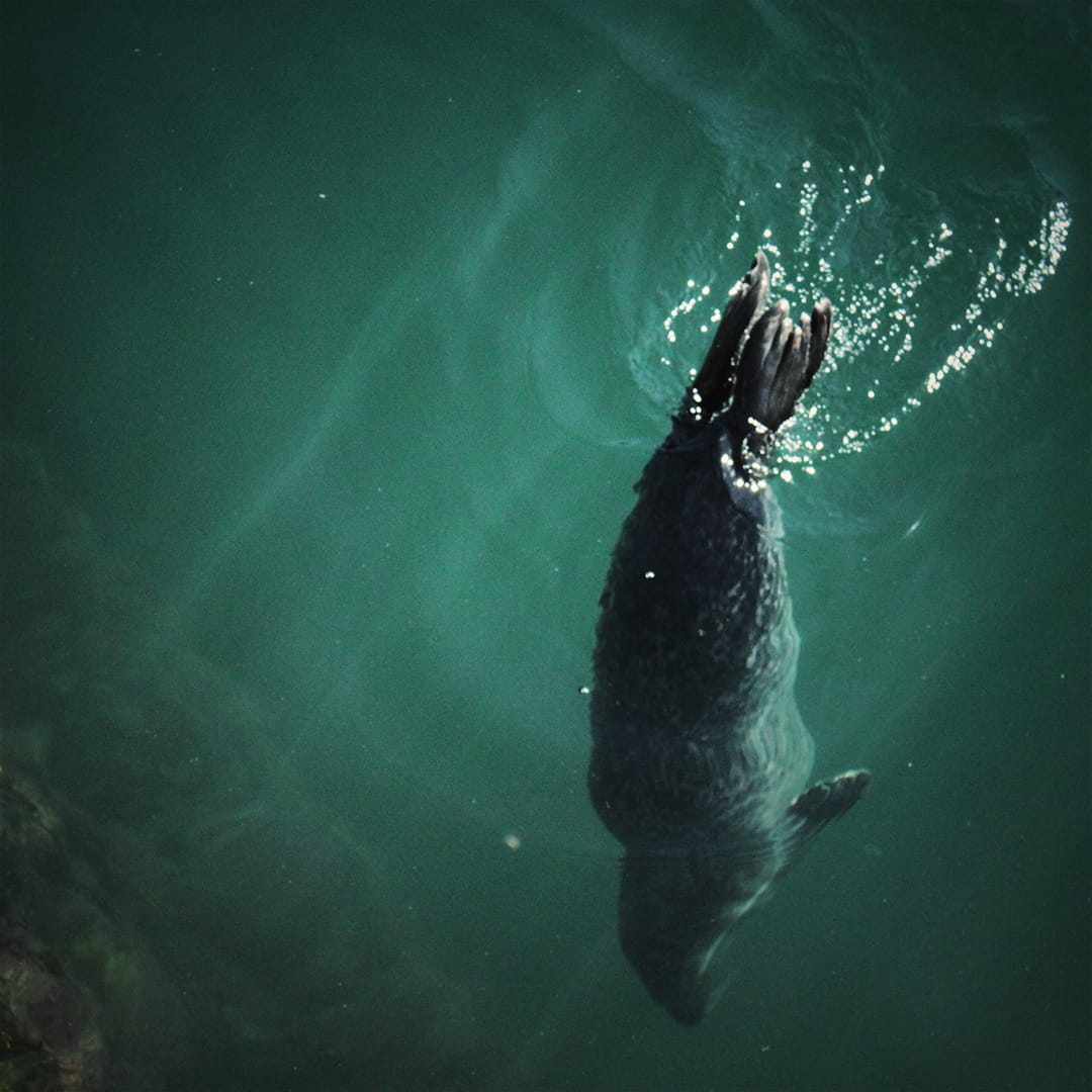 a-coruna-aquarium-finisterrae-seal